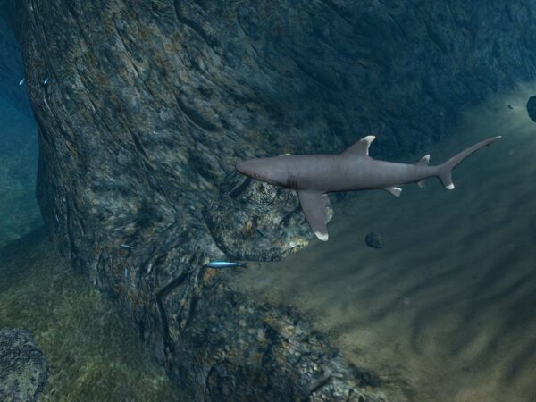 OceanDive - Image 6