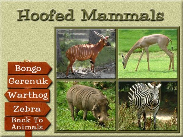 Animals of Africa - Image 4