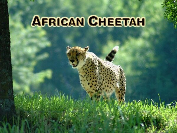 Animals of Africa - Image 2