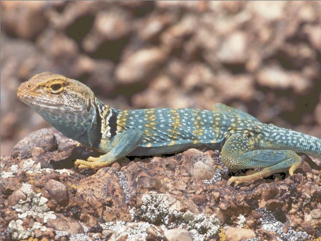 Scholastic's The Magic School Bus Explores the World of Animals - Image 3